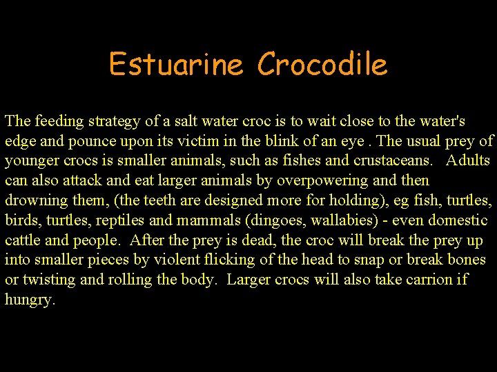 Estuarine Crocodile The feeding strategy of a salt water croc is to wait close