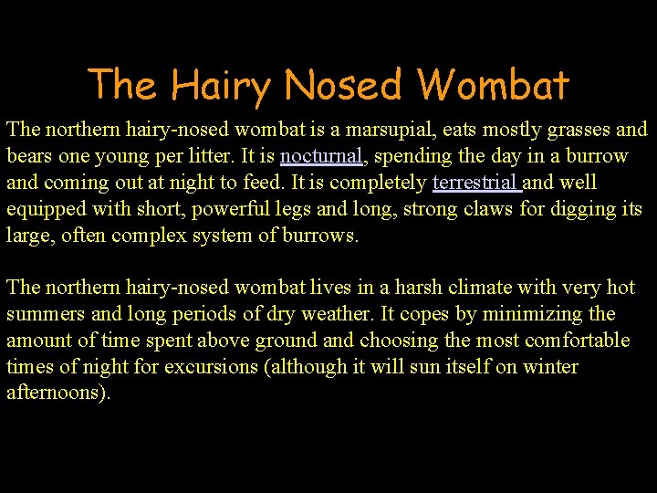 The Hairy Nosed Wombat The northern hairy-nosed wombat is a marsupial, eats mostly grasses