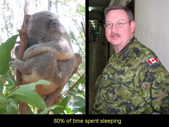 80% of time spent sleeping 