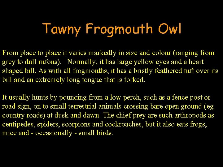 Tawny Frogmouth Owl From place to place it varies markedly in size and colour