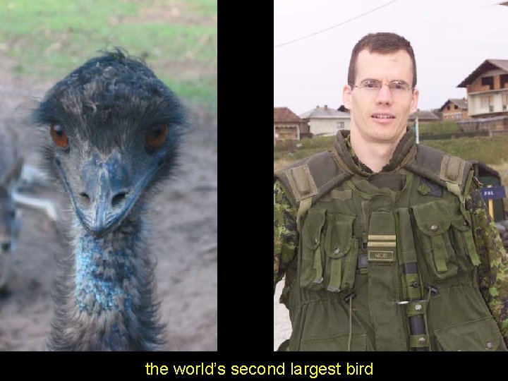 the world’s second largest bird 