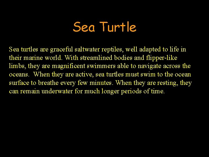 Sea Turtle Sea turtles are graceful saltwater reptiles, well adapted to life in their