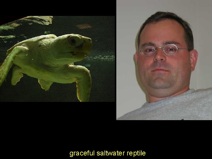 graceful saltwater reptile 