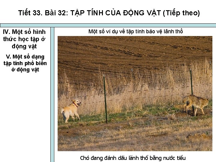 Tiết 33. Bài 32: TẬP TÍNH CỦA ĐỘNG VẬT (Tiếp theo) IV. Một số