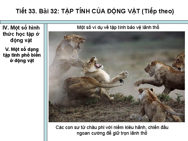 Tiết 33. Bài 32: TẬP TÍNH CỦA ĐỘNG VẬT (Tiếp theo) IV. Một số