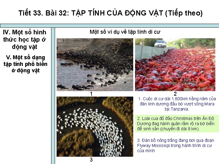 Tiết 33. Bài 32: TẬP TÍNH CỦA ĐỘNG VẬT (Tiếp theo) IV. Một số