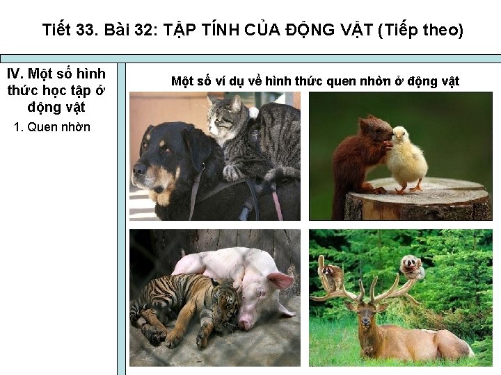 Tiết 33. Bài 32: TẬP TÍNH CỦA ĐỘNG VẬT (Tiếp theo) IV. Một số