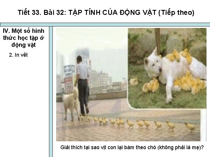 Tiết 33. Bài 32: TẬP TÍNH CỦA ĐỘNG VẬT (Tiếp theo) IV. Một số