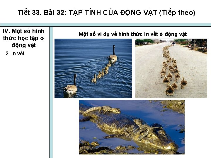 Tiết 33. Bài 32: TẬP TÍNH CỦA ĐỘNG VẬT (Tiếp theo) IV. Một số