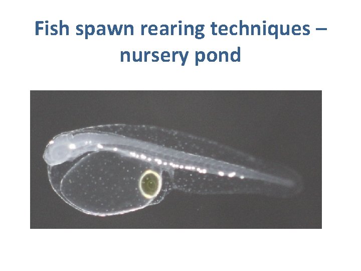 Fish spawn rearing techniques – nursery pond 