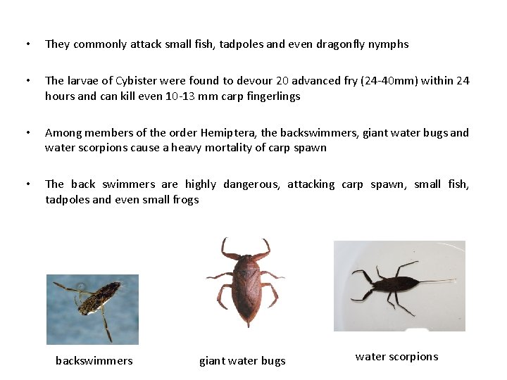  • They commonly attack small fish, tadpoles and even dragonfly nymphs • The