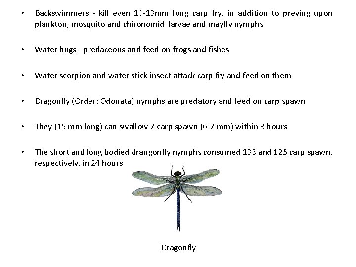 • Backswimmers - kill even 10 -13 mm long carp fry, in addition • Backswimmers - kill even 10 -13 mm long carp fry, in addition