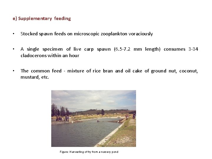 e) Supplementary feeding • Stocked spawn feeds on microscopic zooplankton voraciously • A single