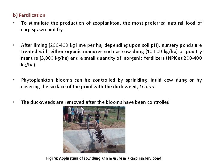 b) Fertilization • To stimulate the production of zooplankton, the most preferred natural food b) Fertilization • To stimulate the production of zooplankton, the most preferred natural food
