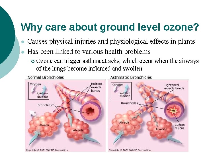 Why care about ground level ozone? l l Causes physical injuries and physiological effects
