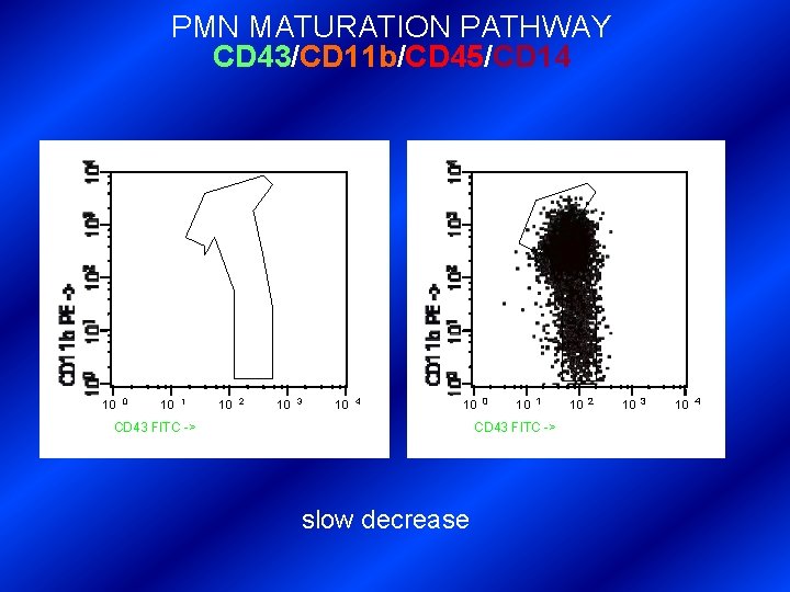 PMN MATURATION PATHWAY CD 43/CD 11 b/CD 45/CD 14 10 0 10 1 10