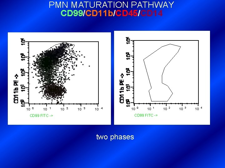 PMN MATURATION PATHWAY CD 99/CD 11 b/CD 45/CD 14 10 0 10 1 10