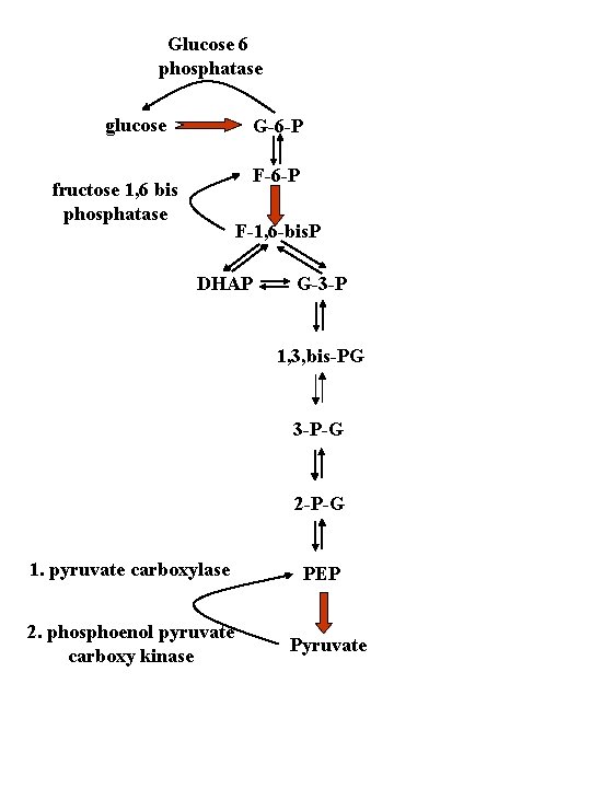Glucose 6 phosphatase glucose G-6 -P F-6 -P fructose 1, 6 bis phosphatase F-1,