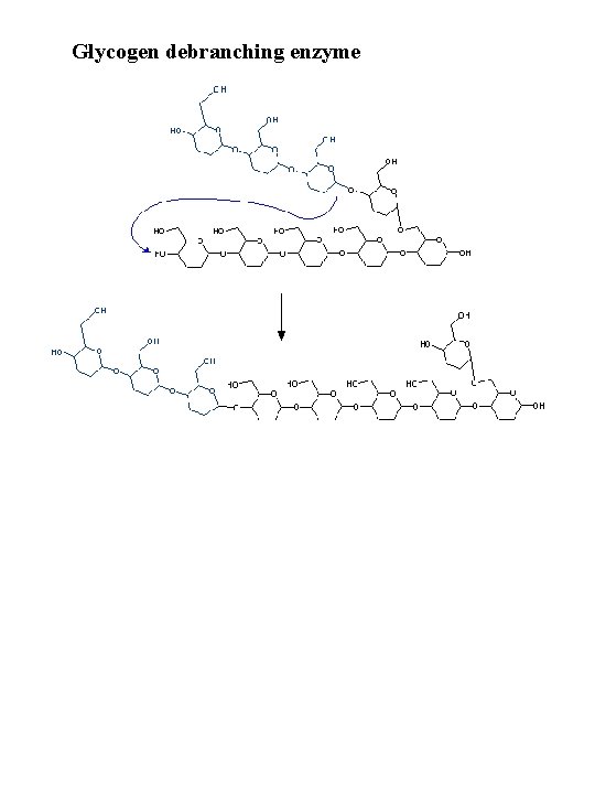 Glycogen debranching enzyme 