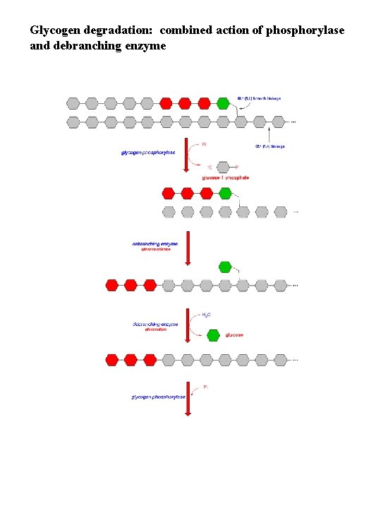 Glycogen degradation: combined action of phosphorylase and debranching enzyme 