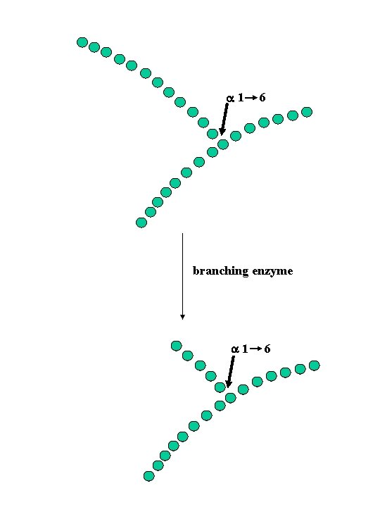 a 1 6 branching enzyme a 1 6 