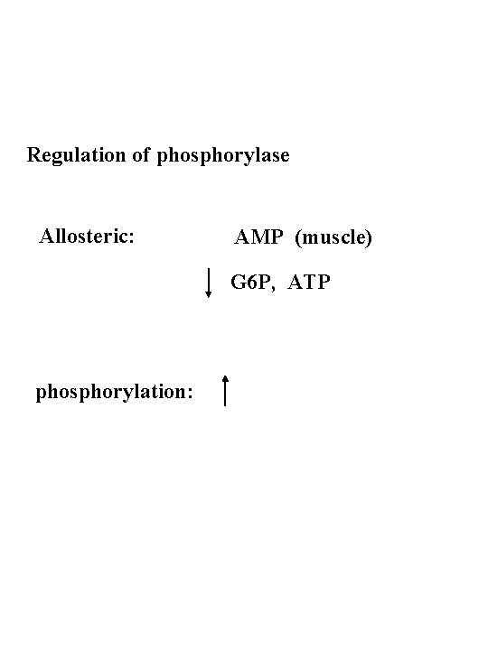 Regulation of phosphorylase Allosteric: AMP (muscle) G 6 P, ATP phosphorylation: 