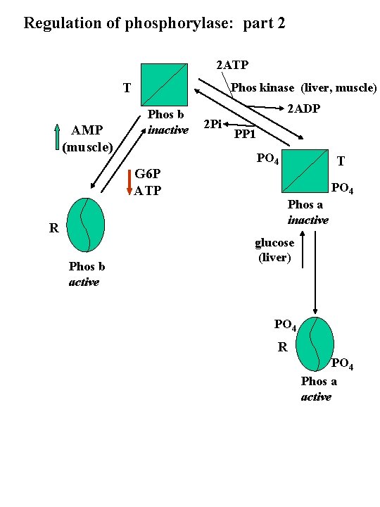 Regulation of phosphorylase: part 2 2 ATP T AMP (muscle) Phos kinase (liver, muscle)