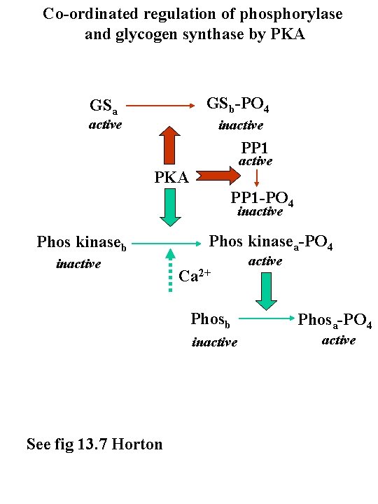 Co-ordinated regulation of phosphorylase and glycogen synthase by PKA GSb-PO 4 GSa active inactive