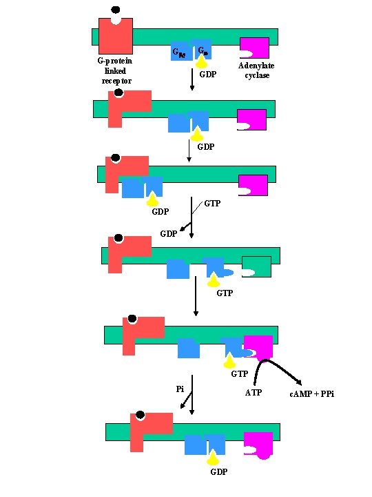 Gb, g G-protein linked receptor Ga Adenylate cyclase GDP GDP GTP GTP Pi ATP