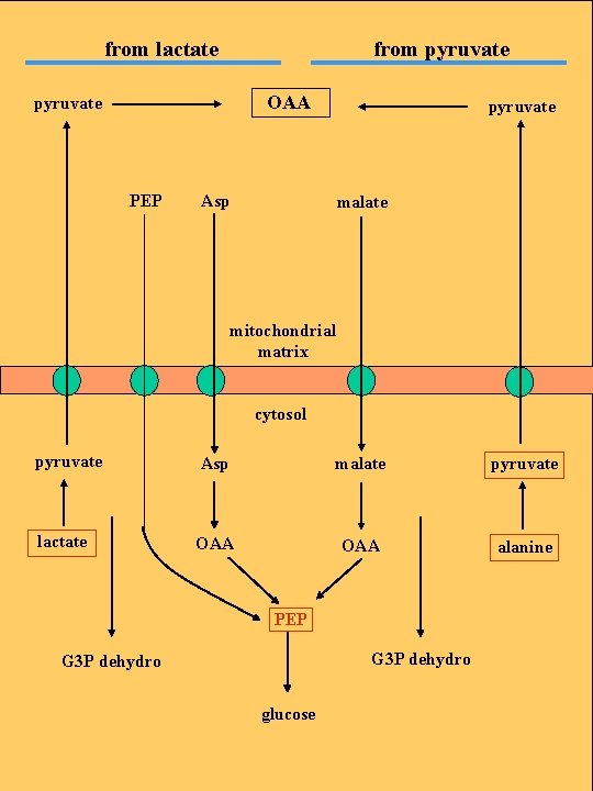 from lactate from pyruvate OAA pyruvate PEP pyruvate Asp malate mitochondrial matrix cytosol pyruvate