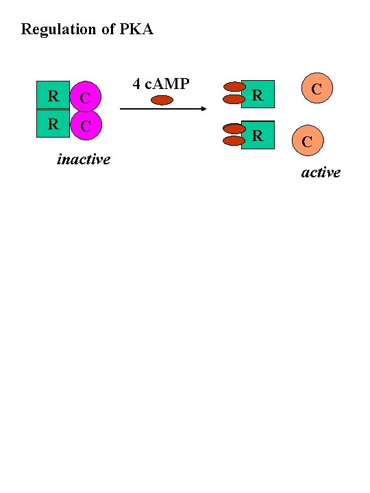 Regulation of PKA R C inactive 4 c. AMP R R C C active