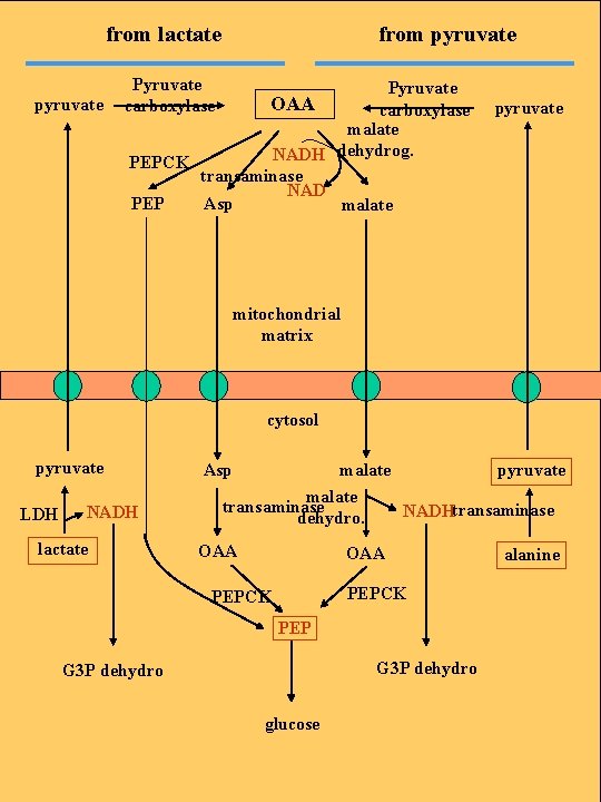 from lactate pyruvate from pyruvate Pyruvate carboxylase malate NADH dehydrog. PEPCK transaminase NAD PEP