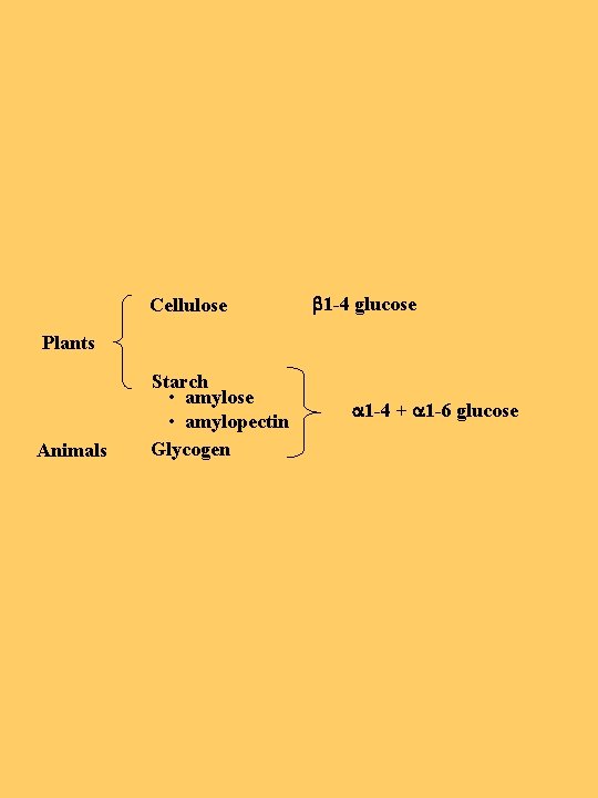 Cellulose b 1 -4 glucose Plants Animals Starch • amylose • amylopectin Glycogen a