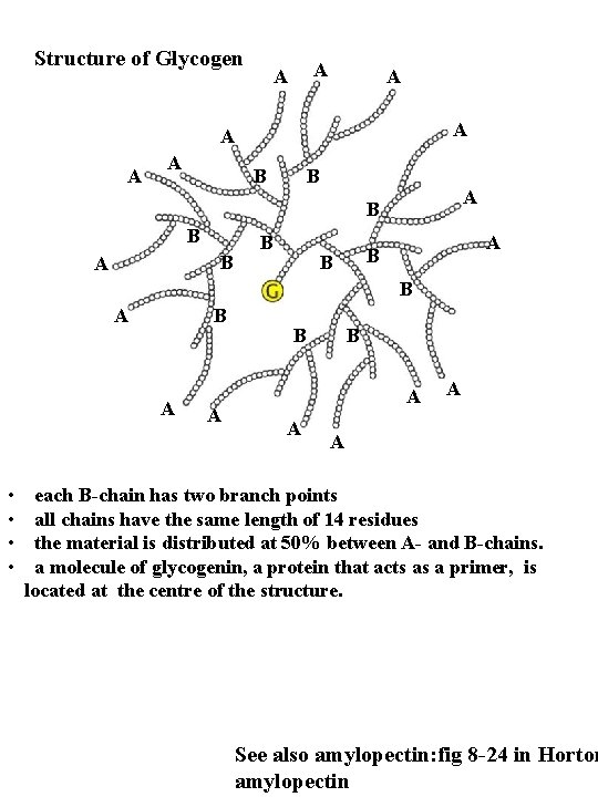 Structure of Glycogen A A A A B B B A • • A