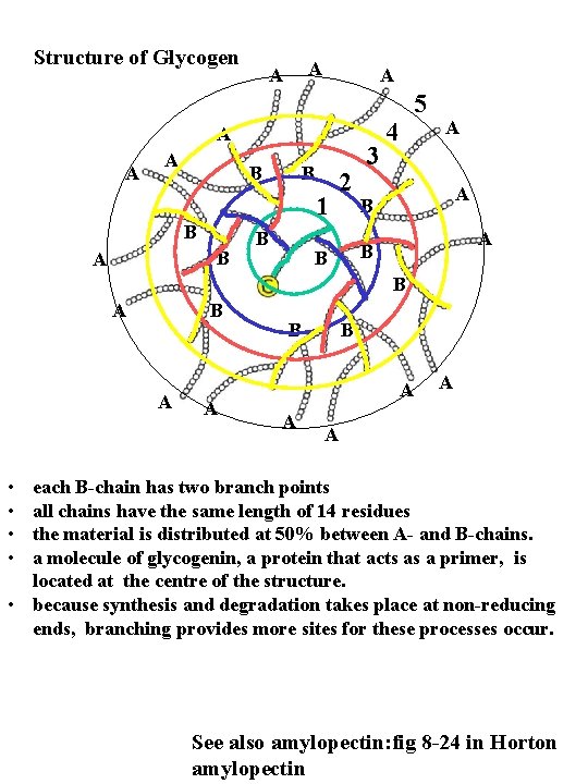 Structure of Glycogen A A A B B 1 B B A B 2