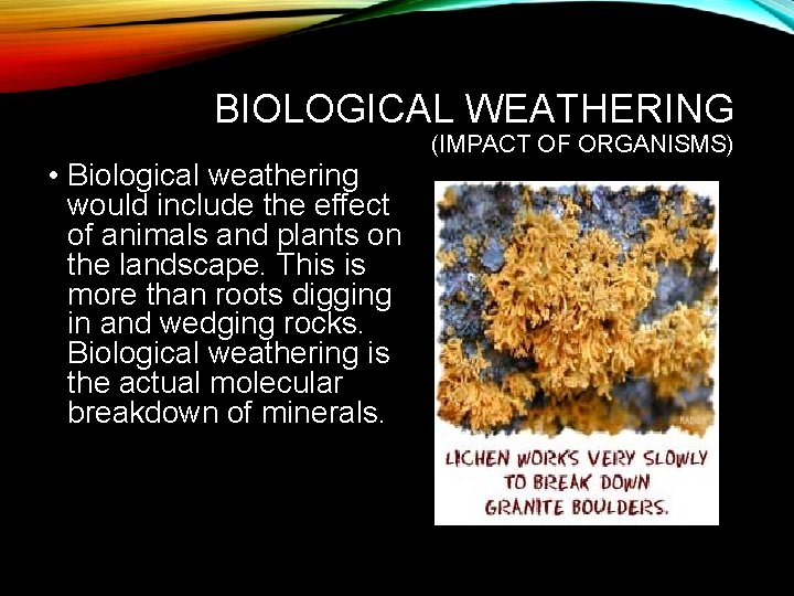 BIOLOGICAL WEATHERING • Biological weathering would include the effect of animals and plants on