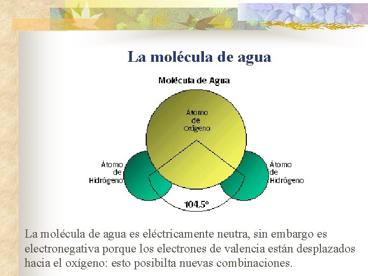 La molécula de agua es eléctricamente neutra, sin embargo es electronegativa porque los electrones La molécula de agua es eléctricamente neutra, sin embargo es electronegativa porque los electrones