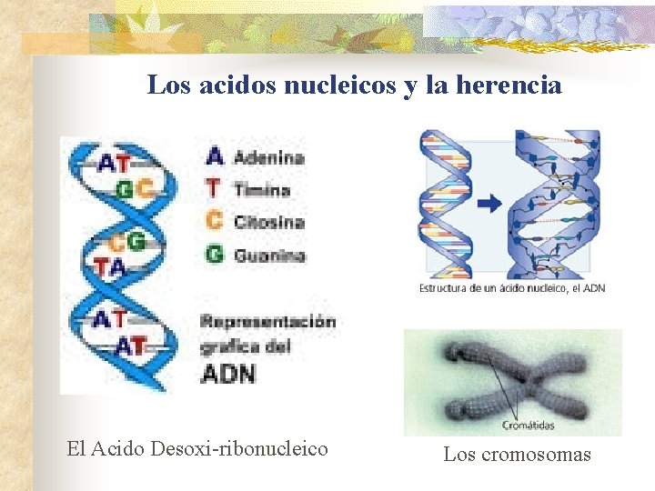 Los acidos nucleicos y la herencia El Acido Desoxi-ribonucleico Los cromosomas Los acidos nucleicos y la herencia El Acido Desoxi-ribonucleico Los cromosomas