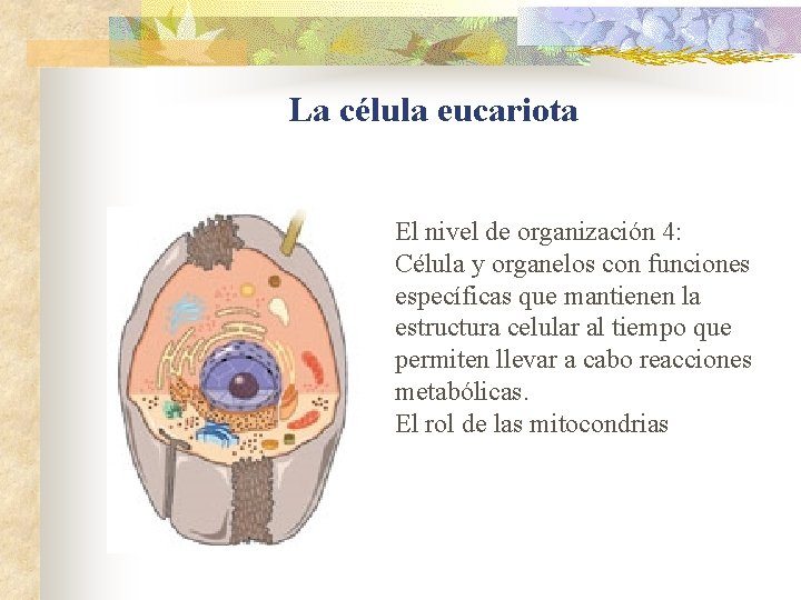 La célula eucariota El nivel de organización 4: Célula y organelos con funciones específicas La célula eucariota El nivel de organización 4: Célula y organelos con funciones específicas