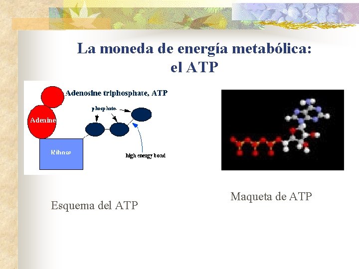 La moneda de energía metabólica: el ATP Esquema del ATP Maqueta de ATP La moneda de energía metabólica: el ATP Esquema del ATP Maqueta de ATP
