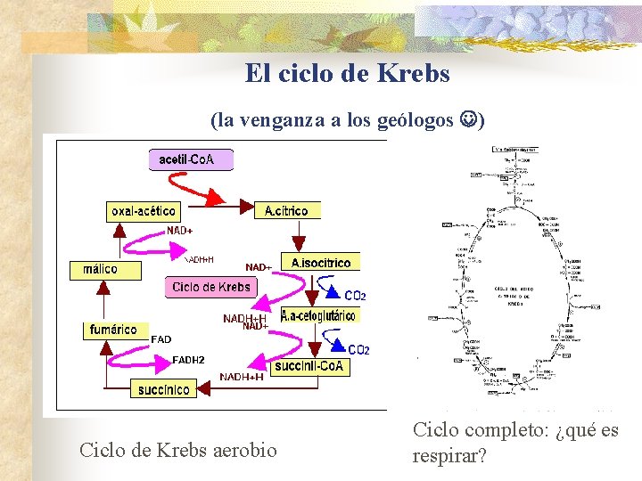El ciclo de Krebs (la venganza a los geólogos ) Ciclo de Krebs aerobio El ciclo de Krebs (la venganza a los geólogos ) Ciclo de Krebs aerobio