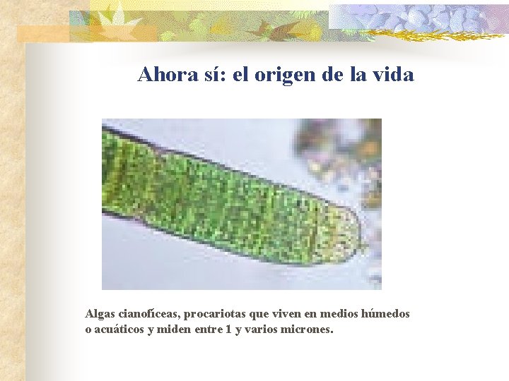 Ahora sí: el origen de la vida Algas cianofíceas, procariotas que viven en medios Ahora sí: el origen de la vida Algas cianofíceas, procariotas que viven en medios
