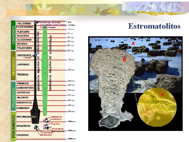 Estromatolitos Estromatolitos