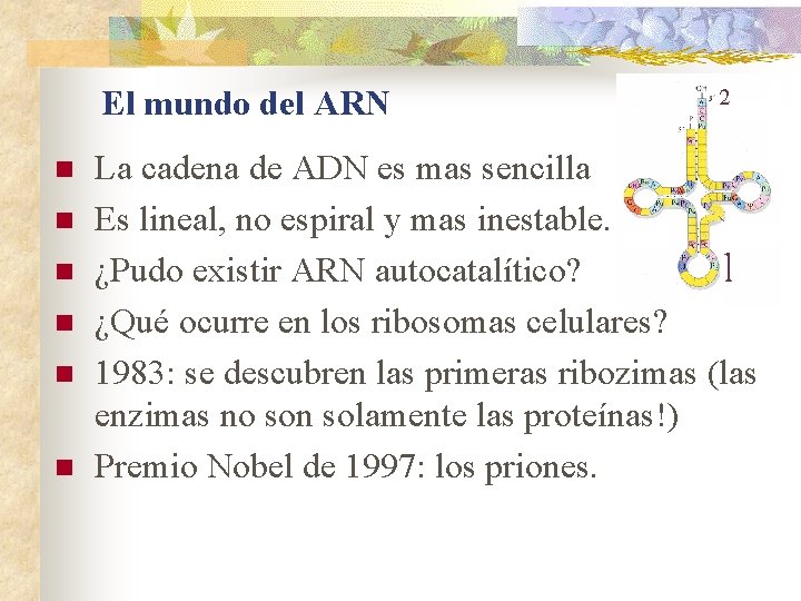 El mundo del ARN n n n La cadena de ADN es mas sencilla El mundo del ARN n n n La cadena de ADN es mas sencilla