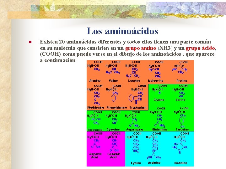 Los aminoácidos n Existen 20 aminoácidos diferentes y todos ellos tienen una parte común Los aminoácidos n Existen 20 aminoácidos diferentes y todos ellos tienen una parte común
