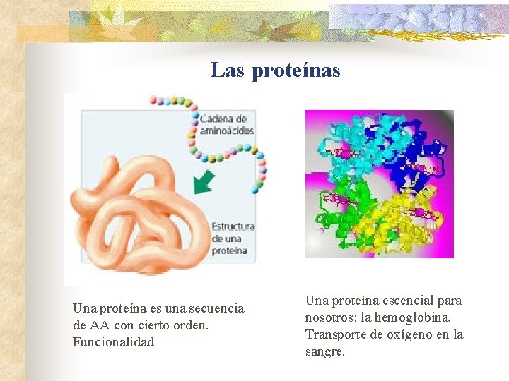 Las proteínas Una proteína es una secuencia de AA con cierto orden. Funcionalidad Una Las proteínas Una proteína es una secuencia de AA con cierto orden. Funcionalidad Una