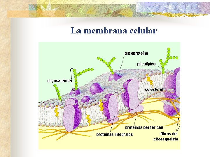 La membrana celular La membrana celular