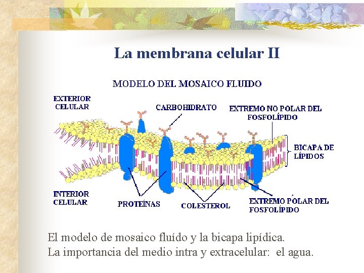 La membrana celular II El modelo de mosaico fluído y la bicapa lipídica. La La membrana celular II El modelo de mosaico fluído y la bicapa lipídica. La