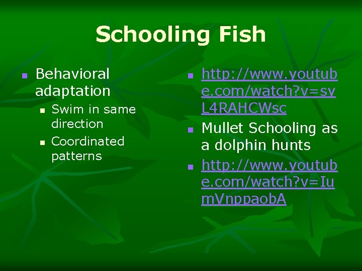 Schooling Fish n Behavioral adaptation n n Swim in same direction Coordinated patterns n