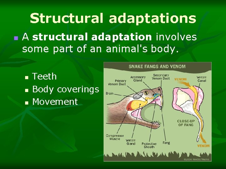 Structural adaptations n A structural adaptation involves some part of an animal's body. n